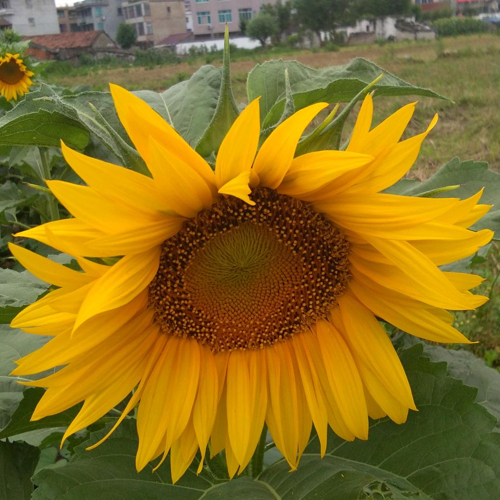 天姥（谢绝连赞）