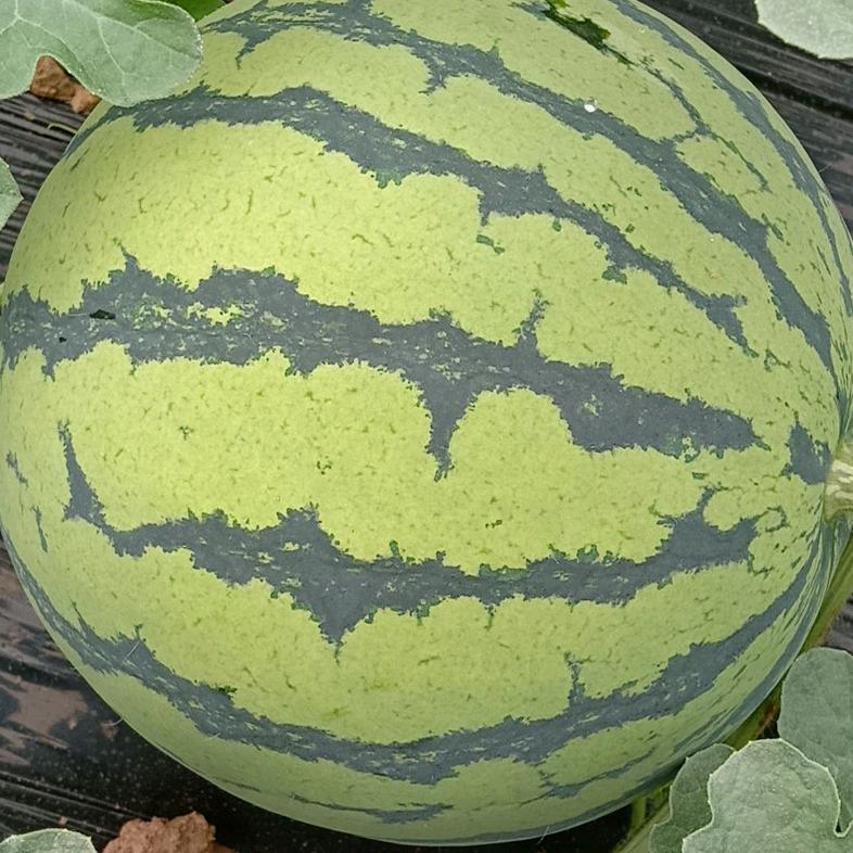 瓜果🍉🍈园
