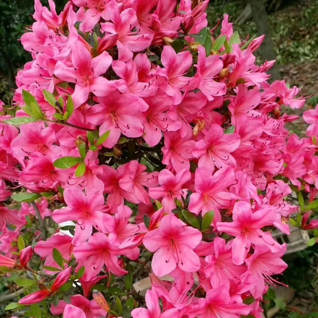 娜年🌸开（拒私聊）