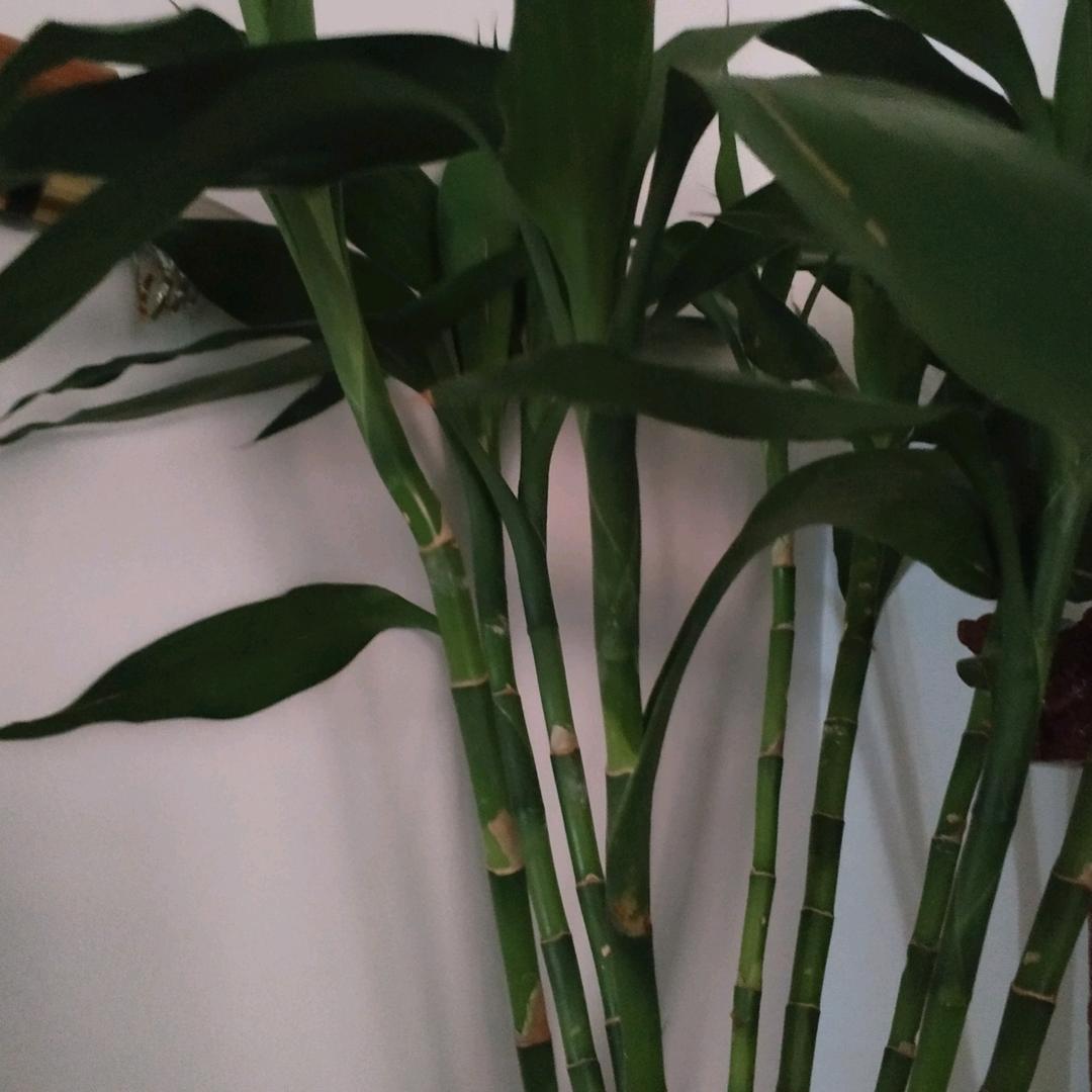 小玉605