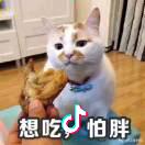 口袋漫画