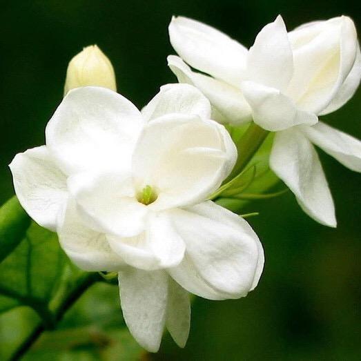 茉莉花