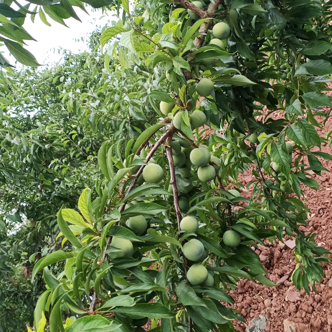 有多少爱可以重来