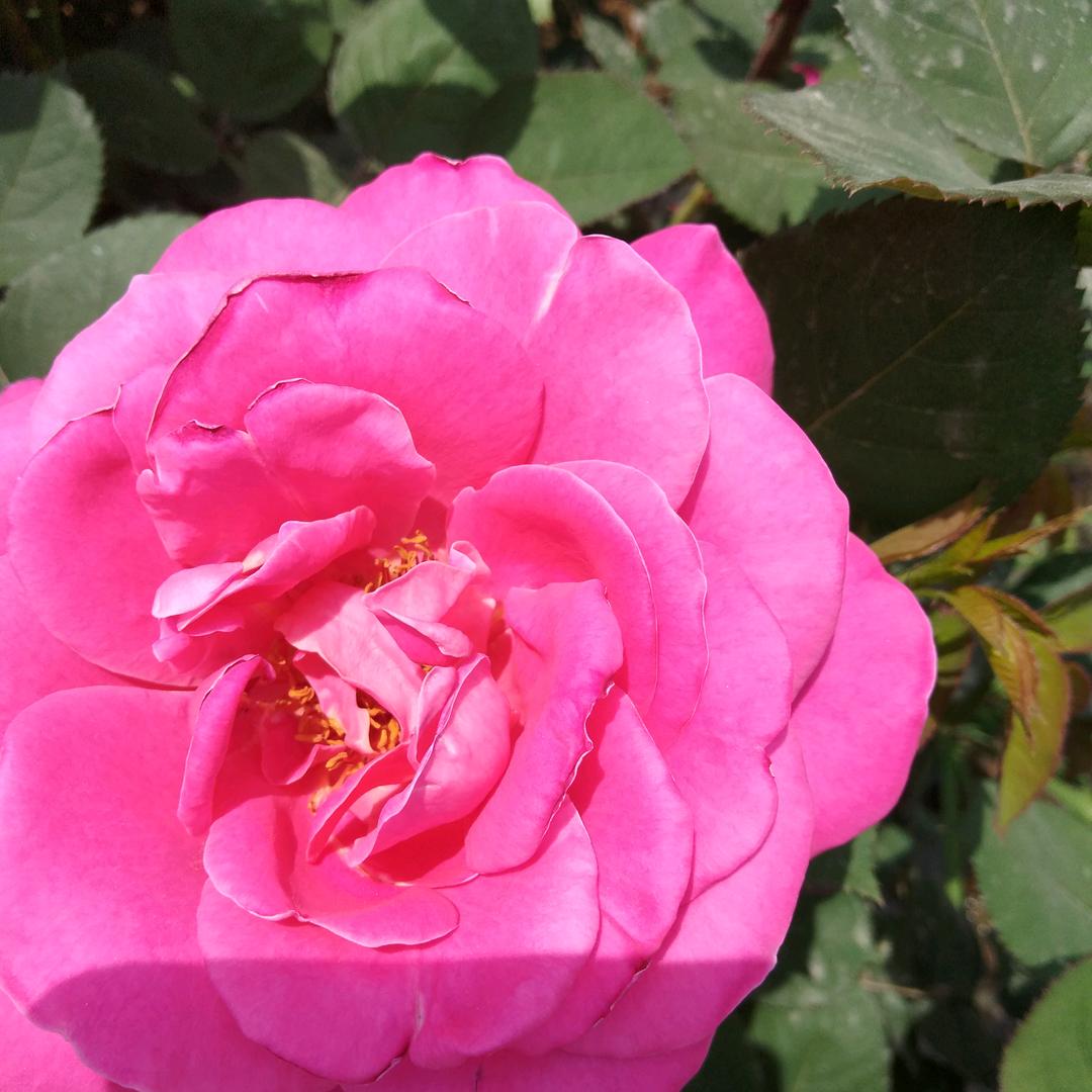 ♡花开花落