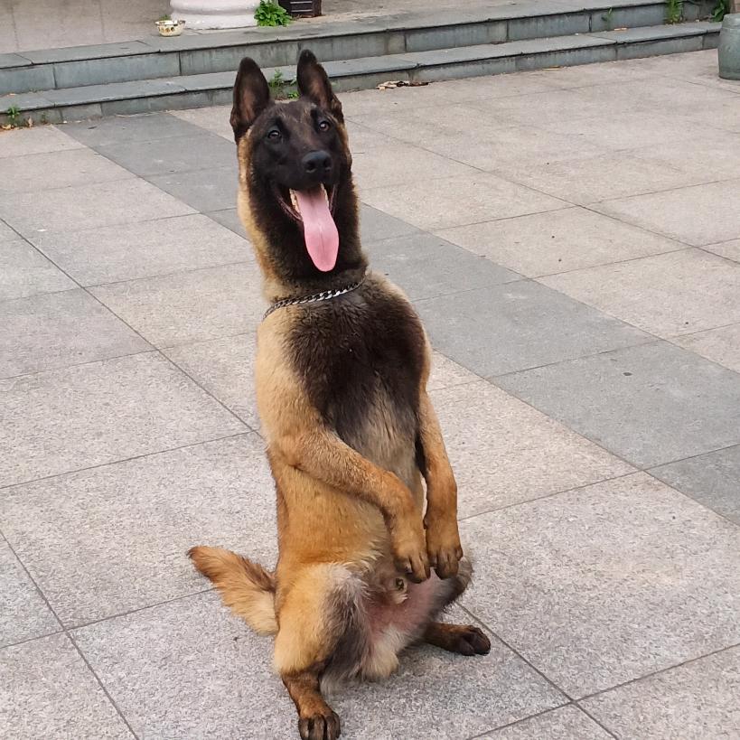 犬心犬意