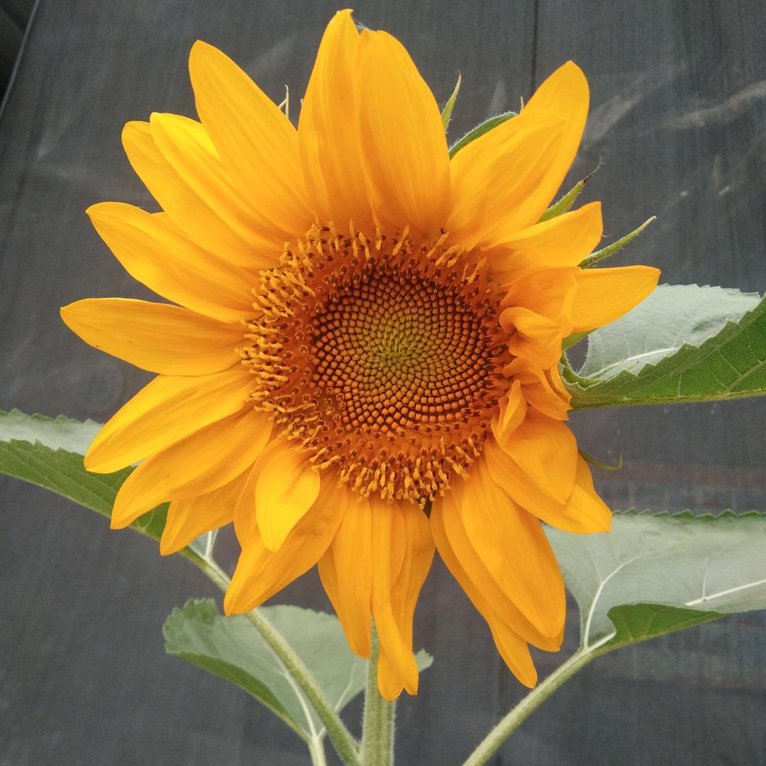 太阳花