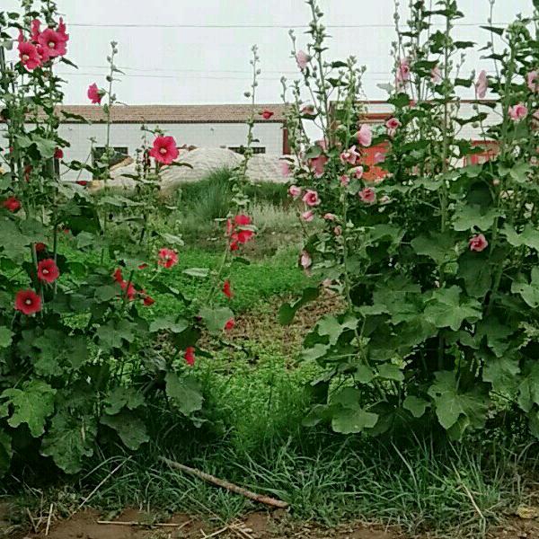 花非花一雾非雾