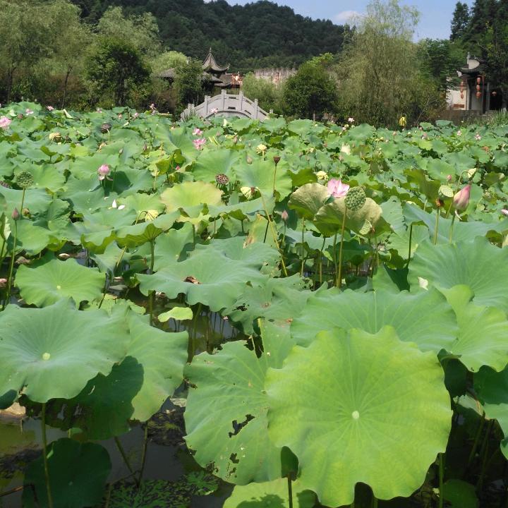 年年有鱼