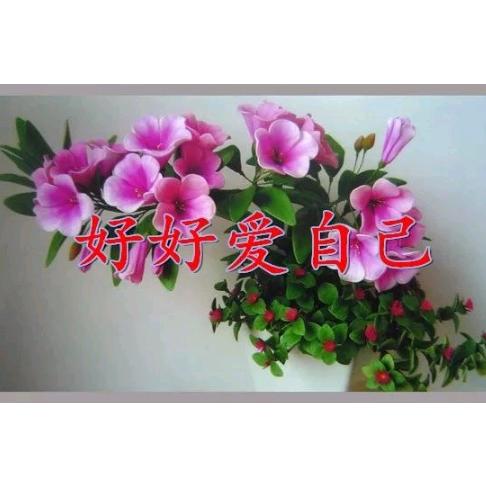 柿柿如意