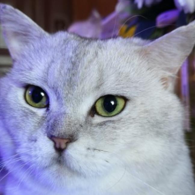 我家猫不吃鱼