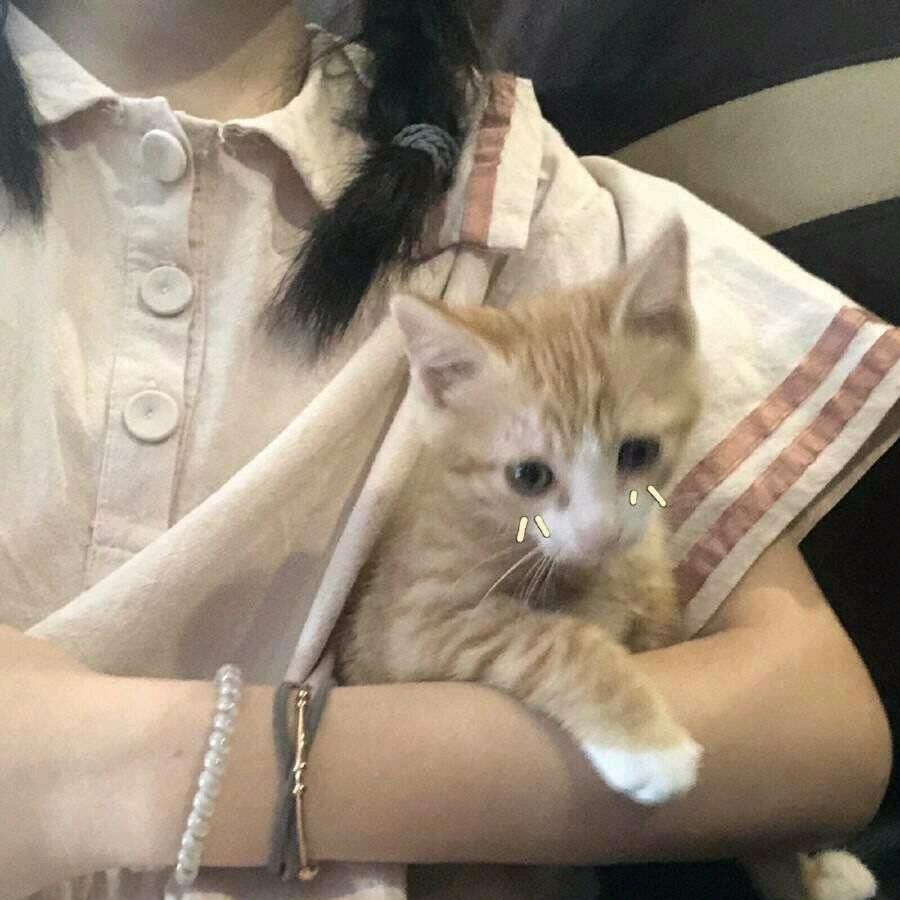 鱼v