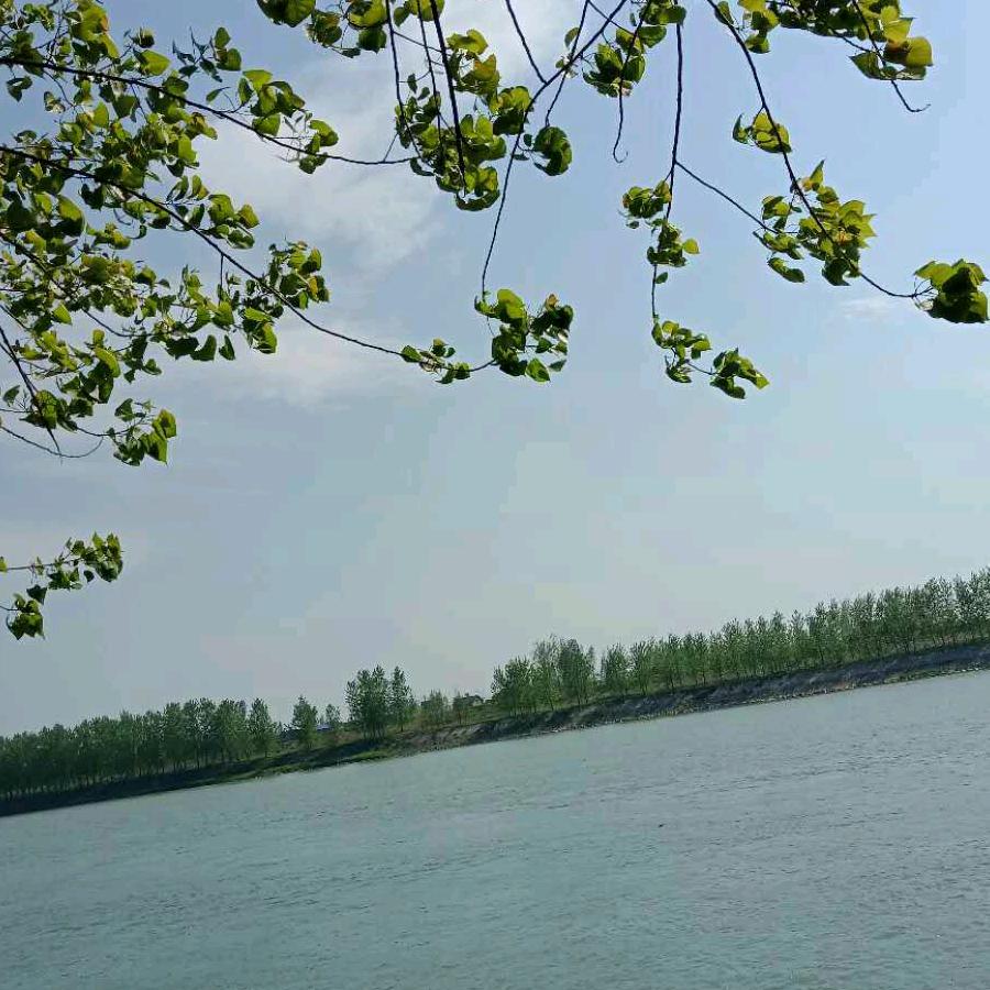 你是我的玫瑰