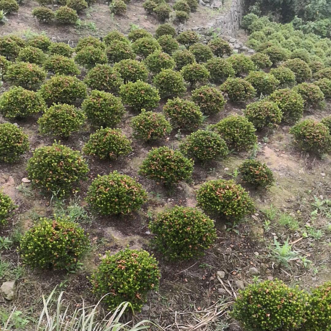 焦文栽专业绿化球类