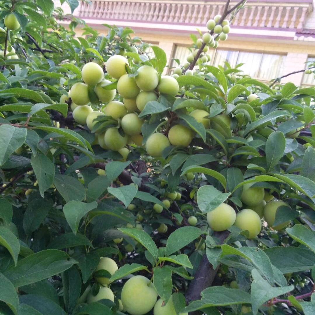 幸福四叶草