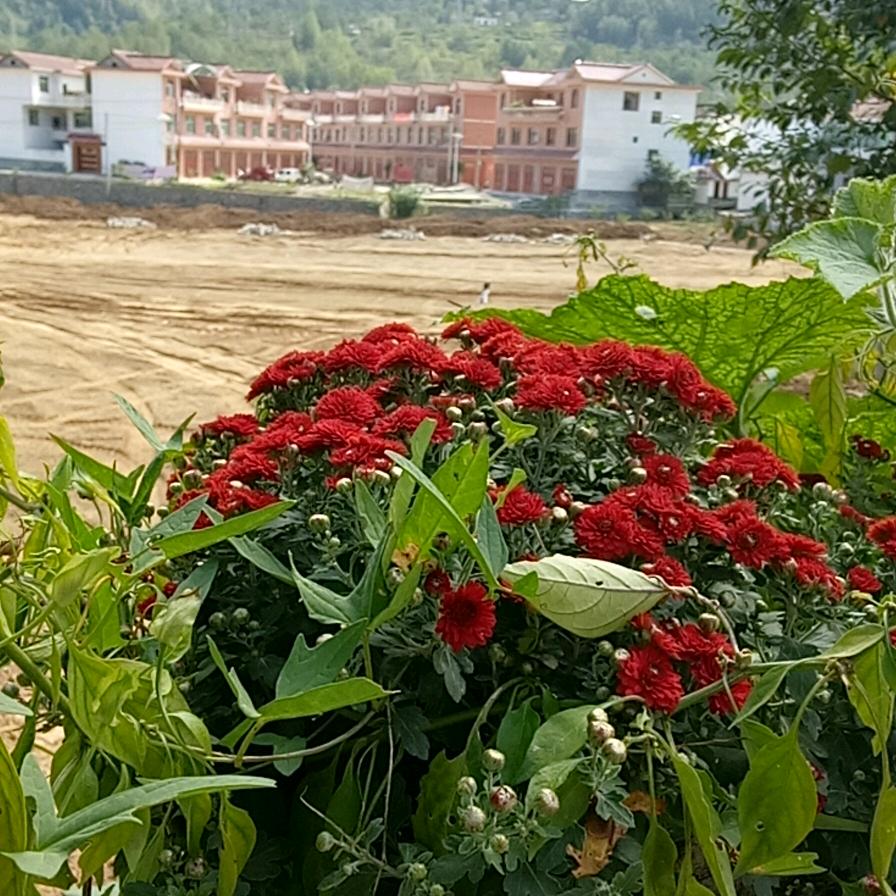 岁月静好 (-^〇^-)