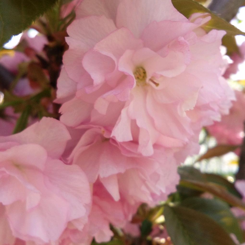 格桑花