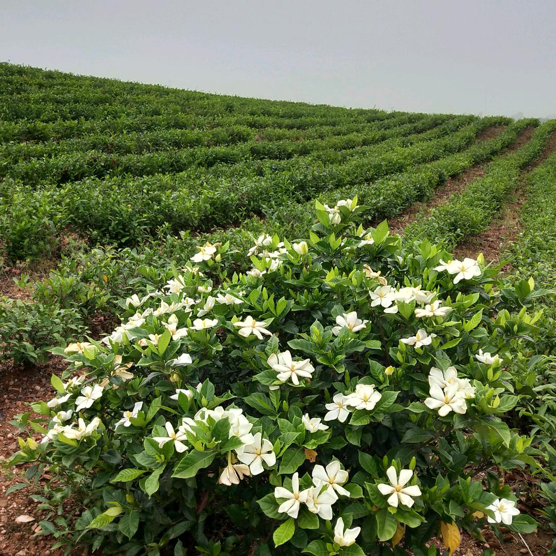 信阳毛尖御品茶缘自产自销