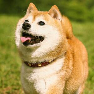 重庆炸鸡哥