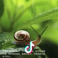 沉默的蜗牛
