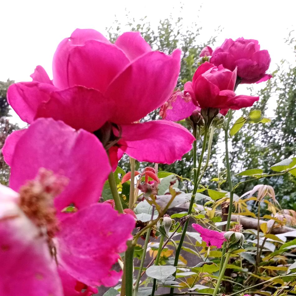 雪莲花
