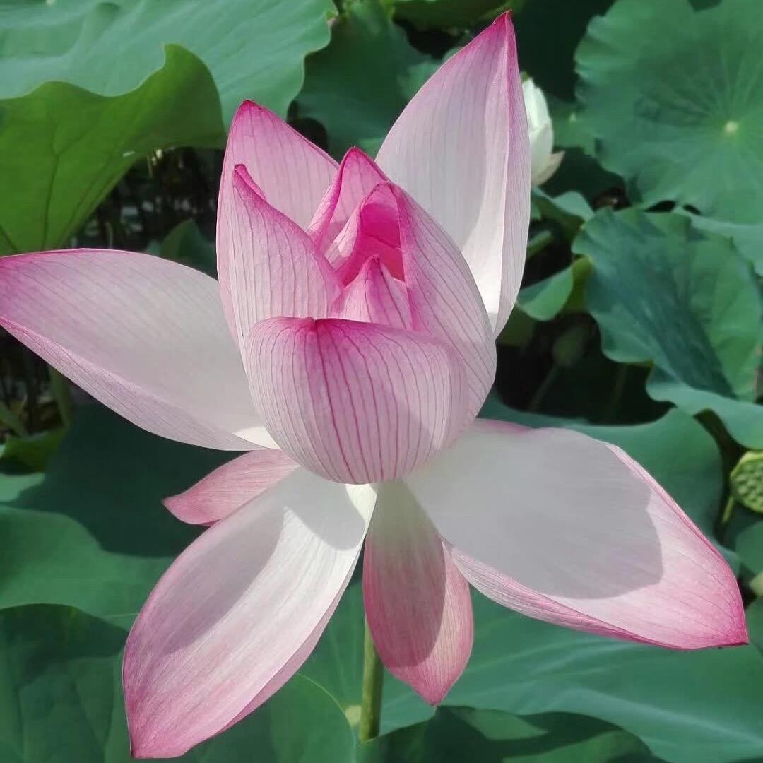 感恩的心