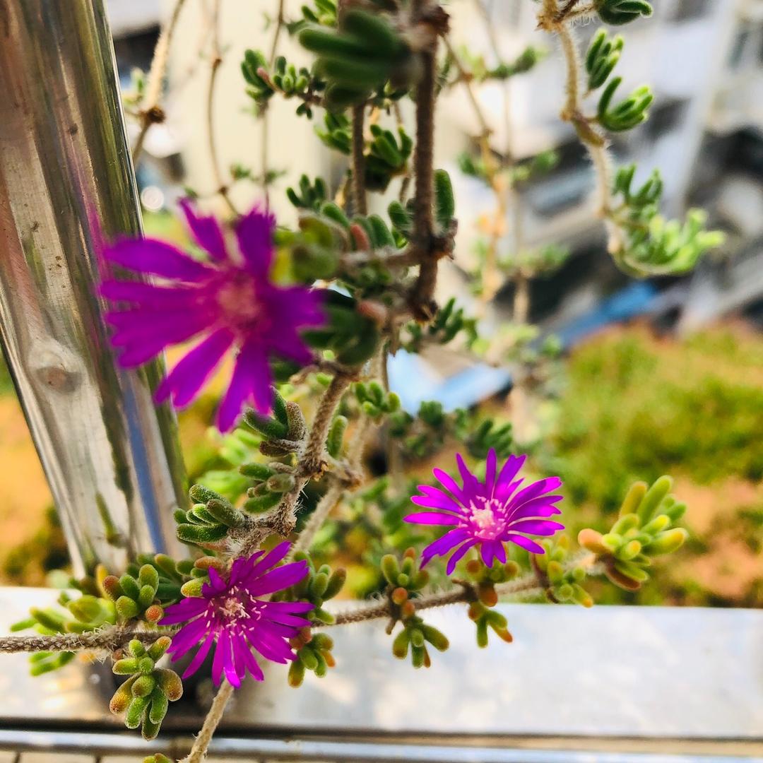 芷旨妈