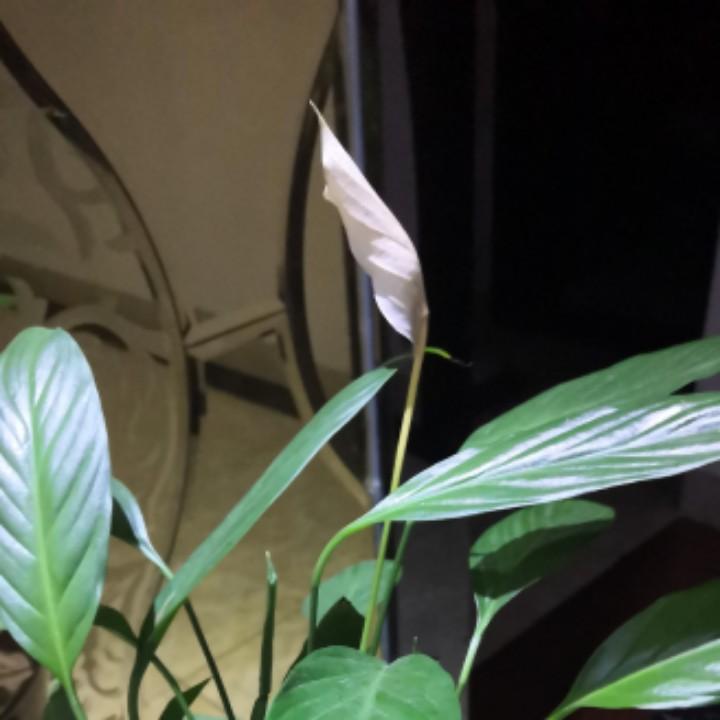 风。
