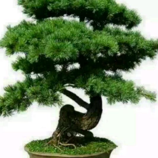 幸福来临