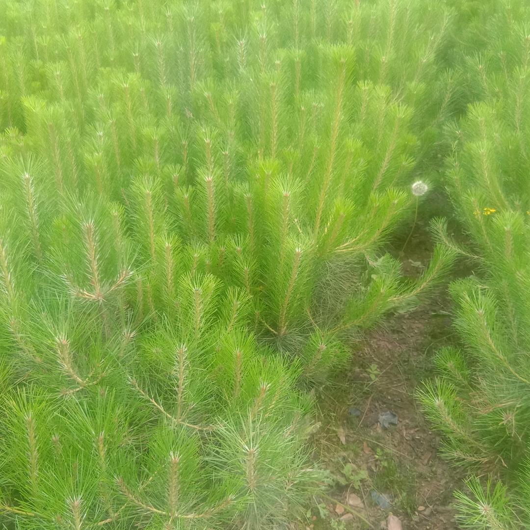 农家苗木