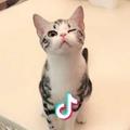老子有猫