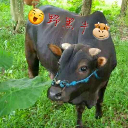 🐮野黑牛🐮