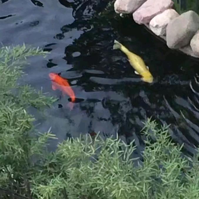 余（鱼）生随缘