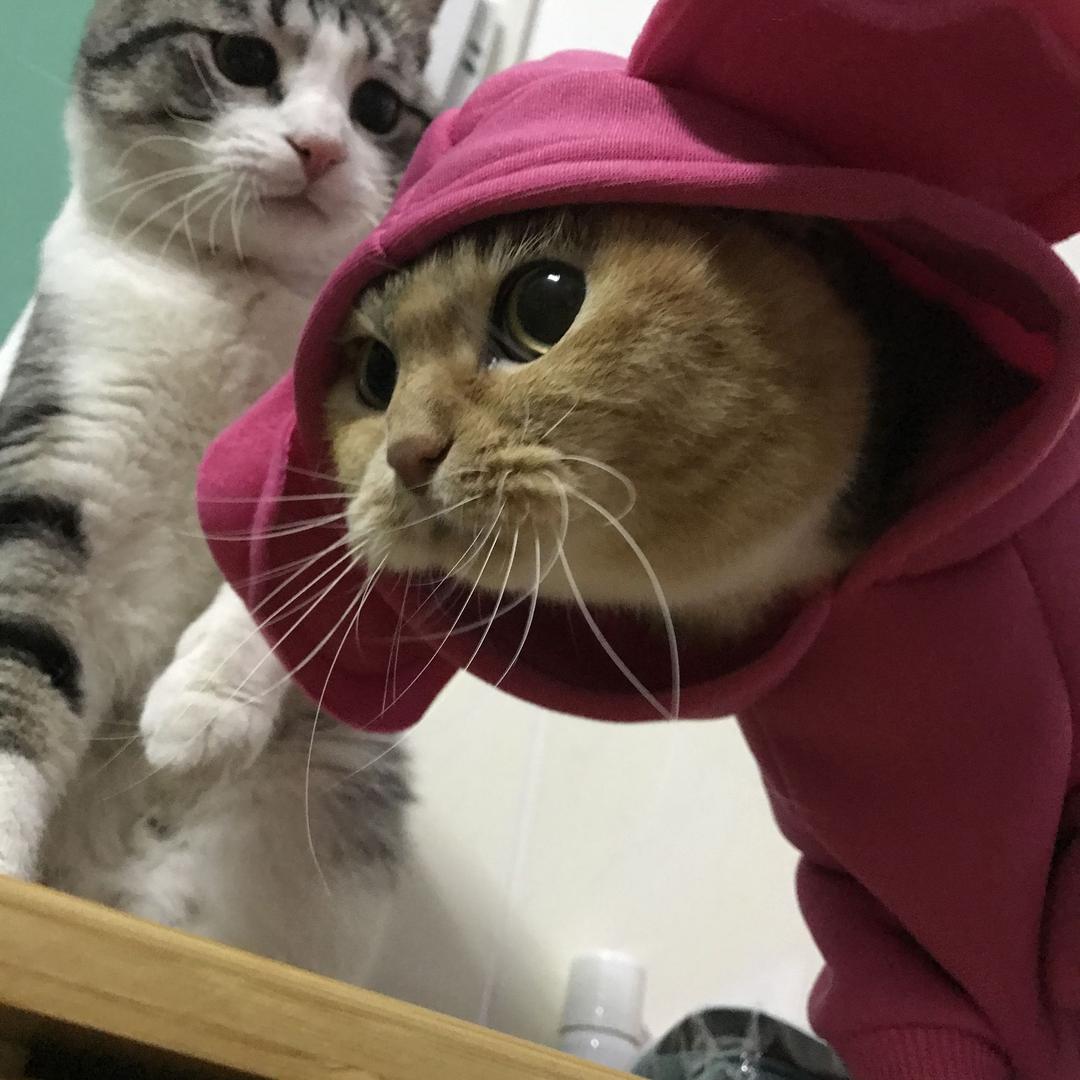 马达&马鹿