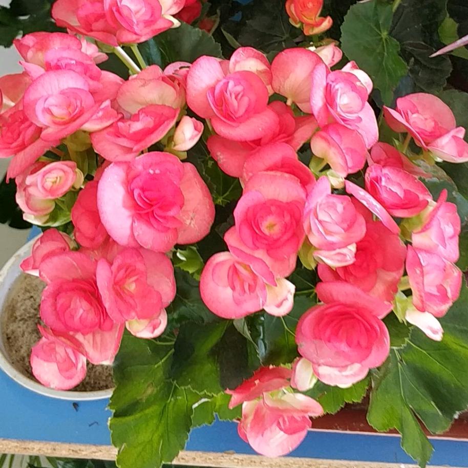柠檬🍋