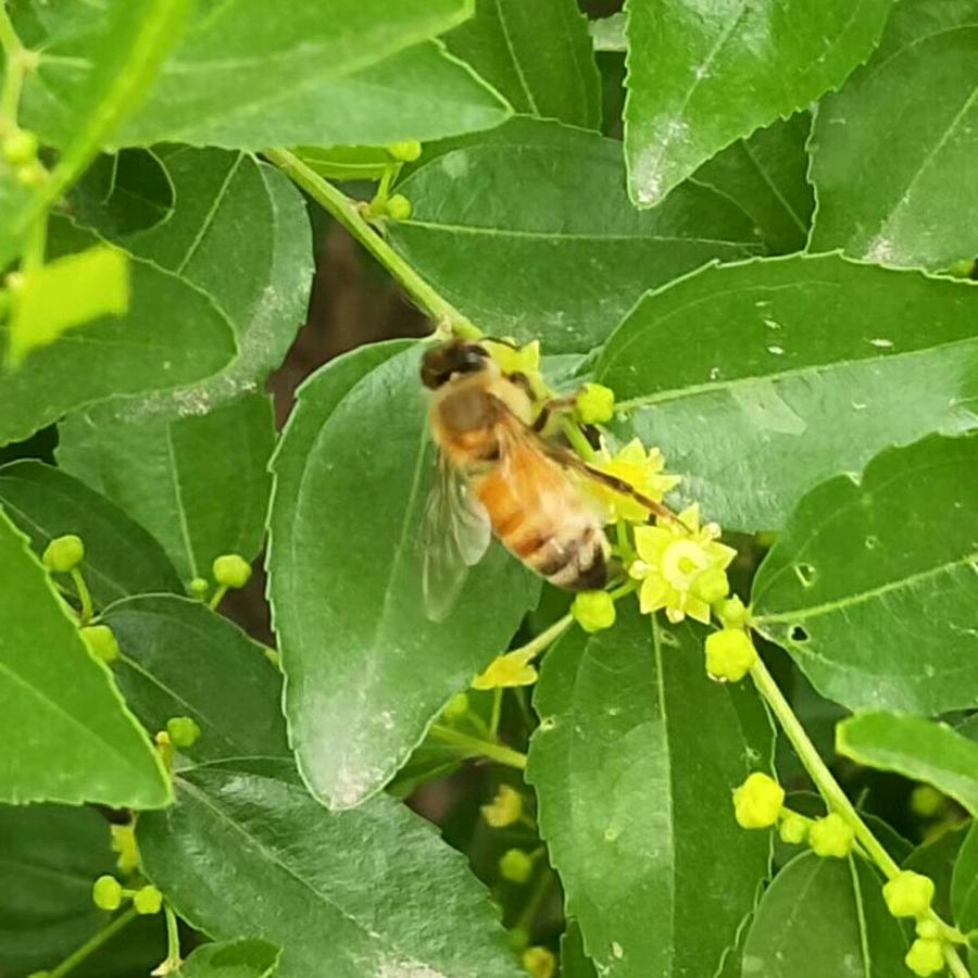 【坏ㄝ圭ㄝ圭】