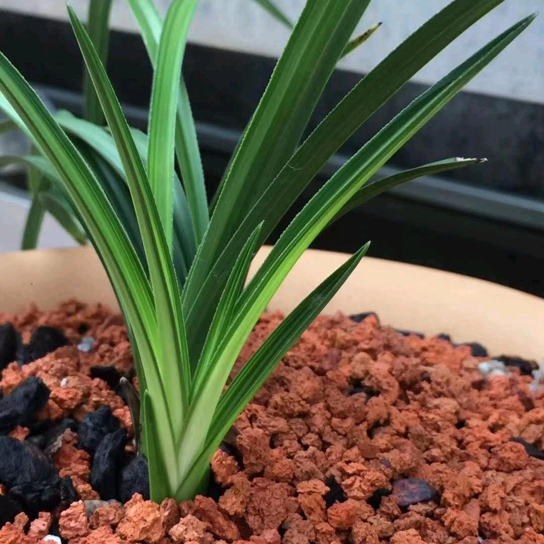 萌萌的新鲜桃子