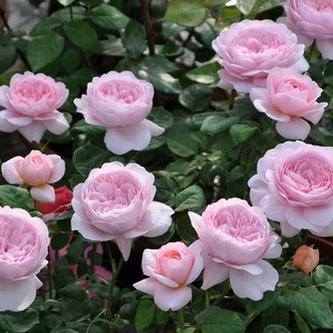 🌸粉青🌸