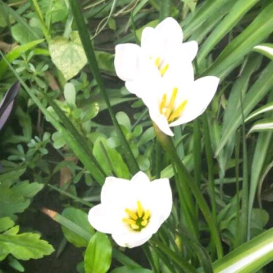 芦苇