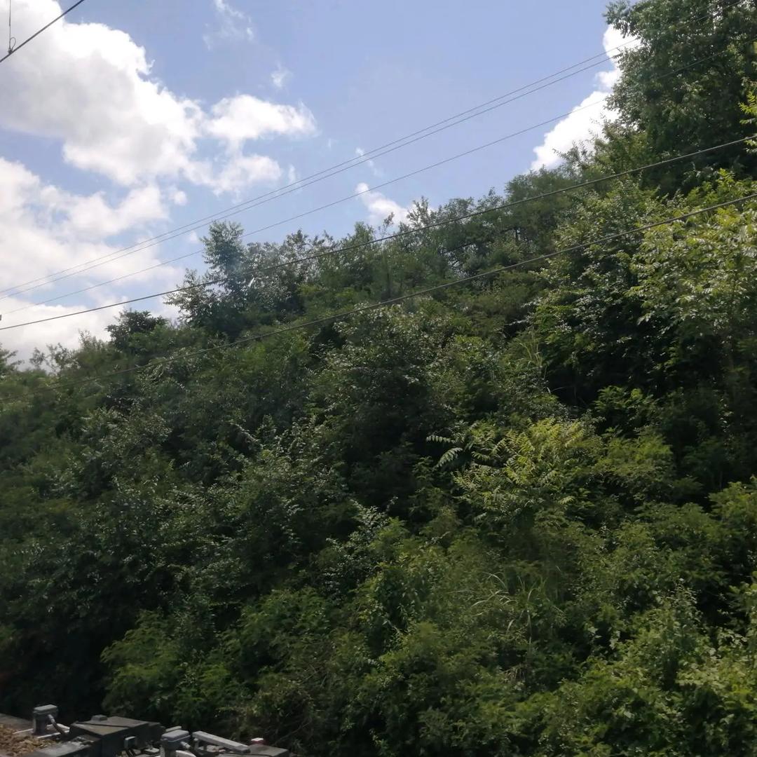 用户雷光发