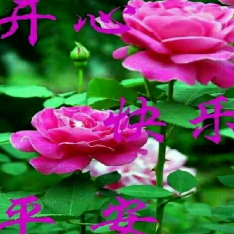 一生平安