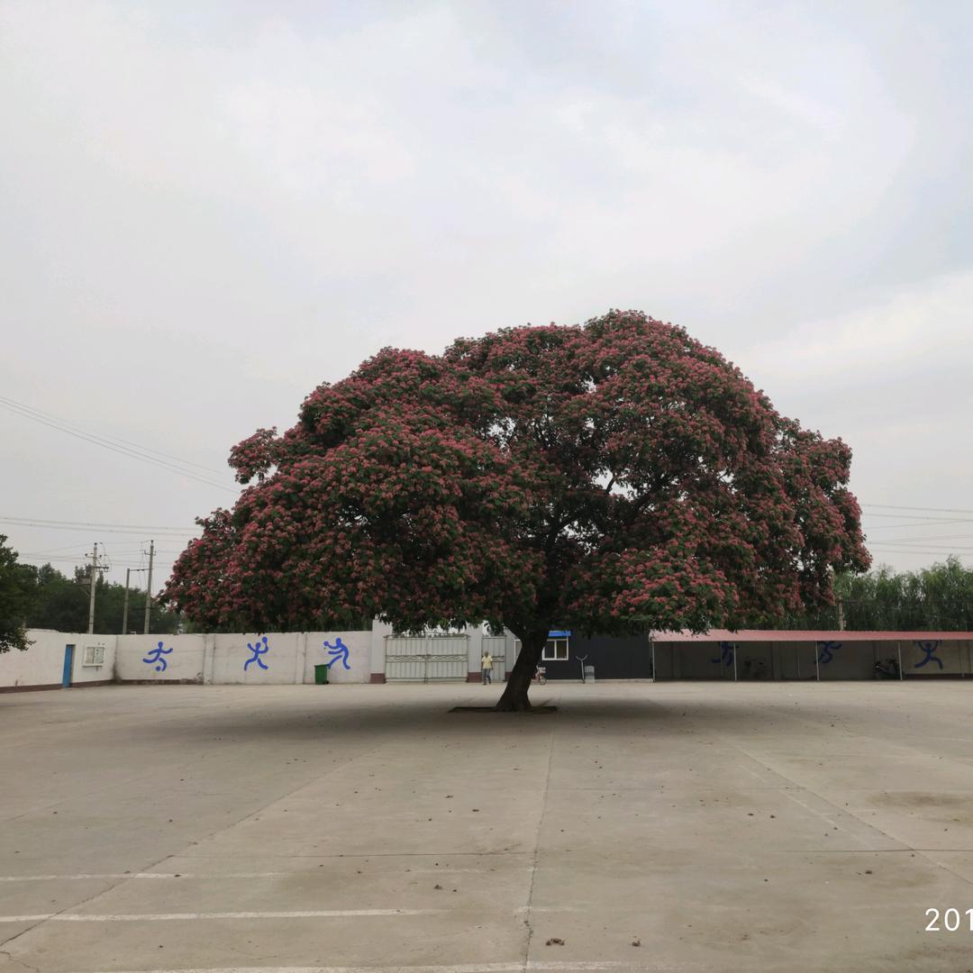 顾得白有白