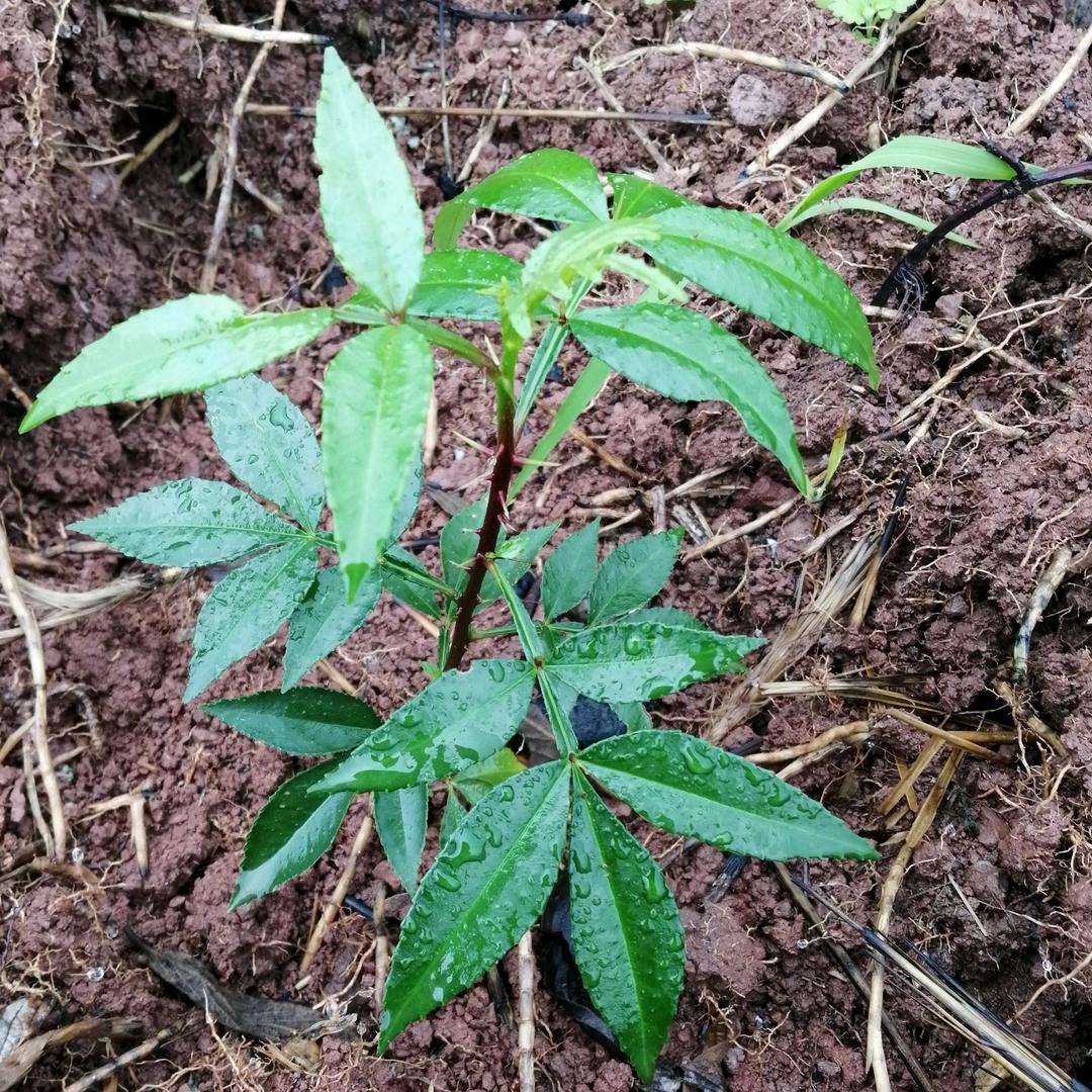 美宜多花椒