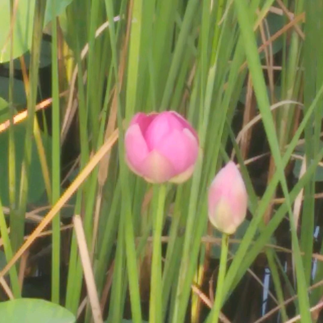 开心快乐的老头云