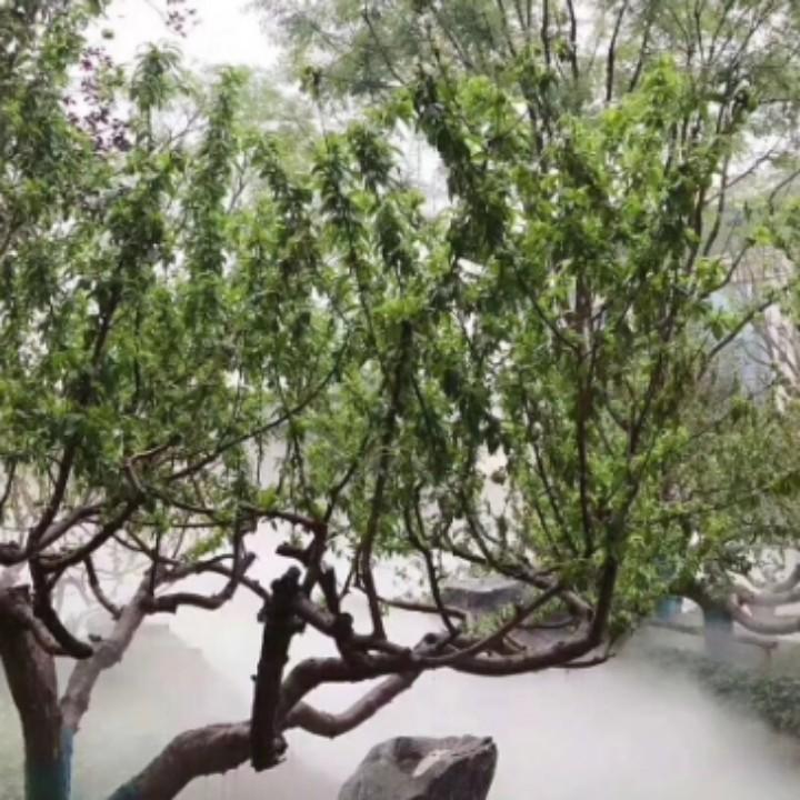 真心相爱