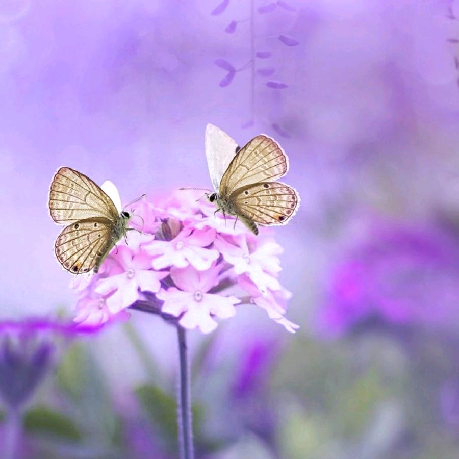 春暖花开