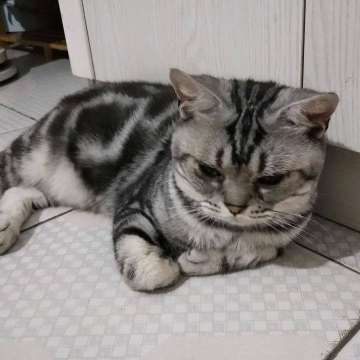 🐱🥰❤万万麻麻❤