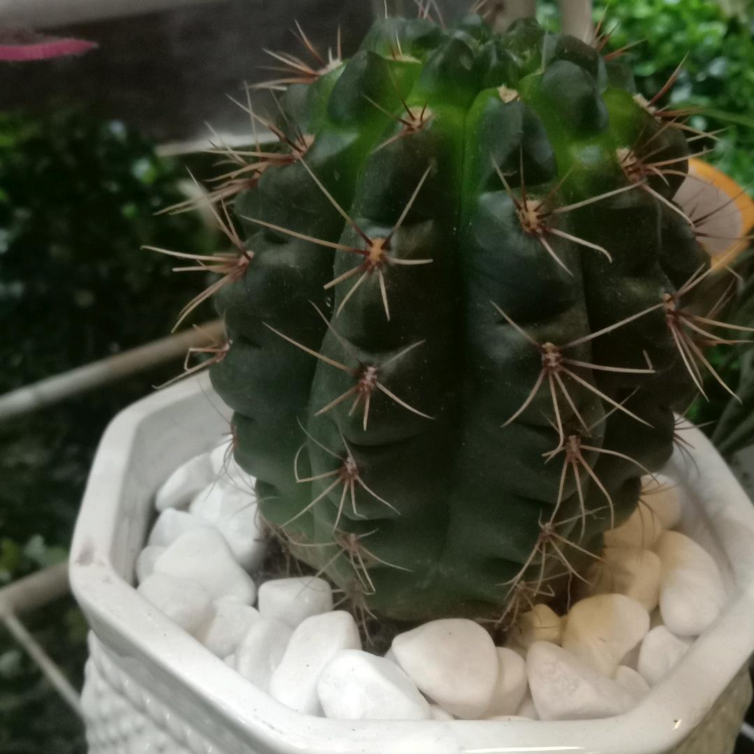 仙人掌