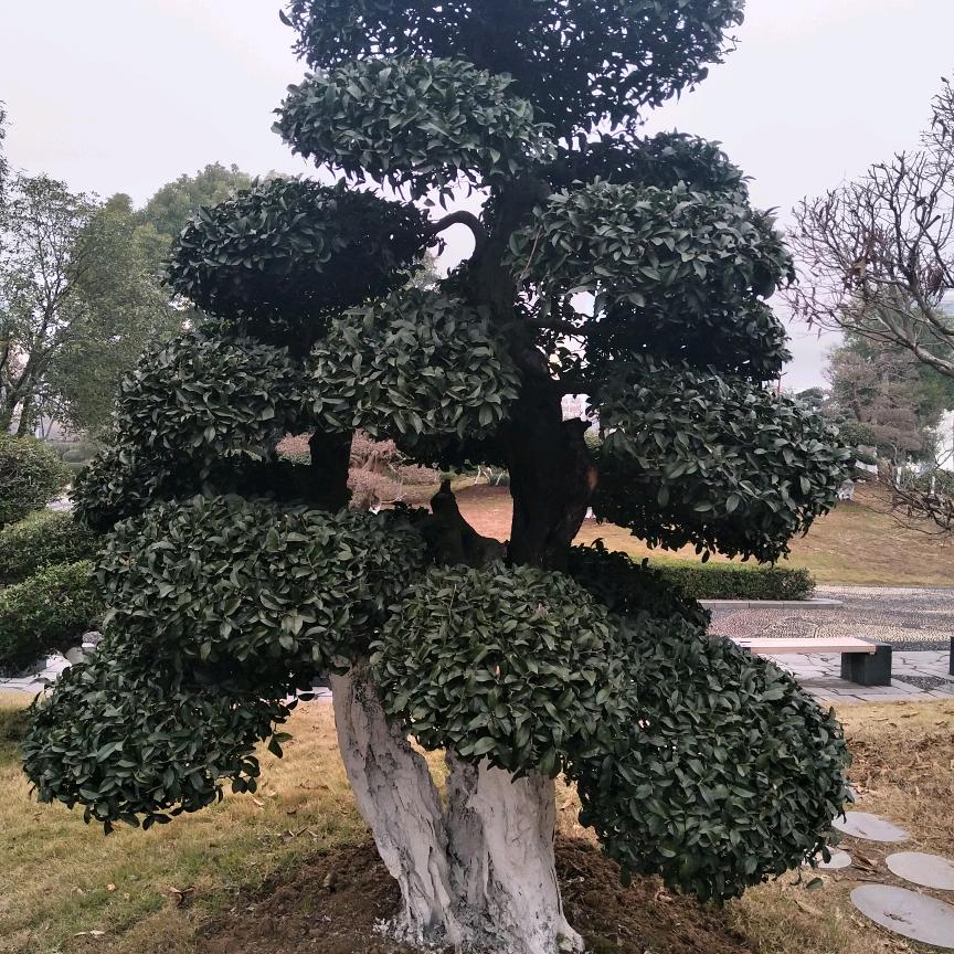 钟祥市幸东园林苗木经营部