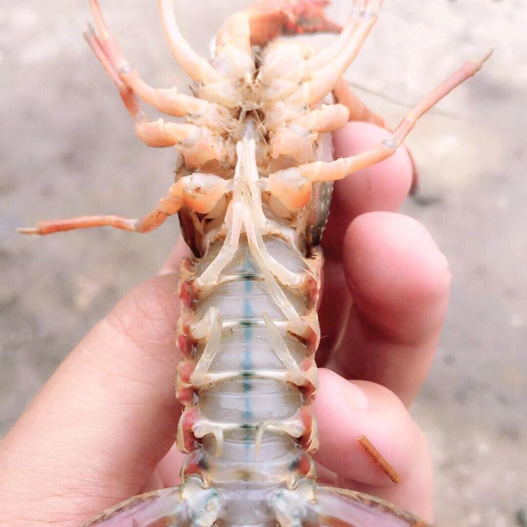 虾钓烧烤营