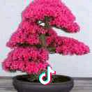 随风漂
